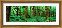 Rain Forest, Olympic National Park, Washington State Fine Art Print