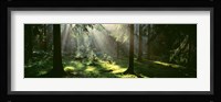 Forest, Uppland, Sweden Fine Art Print
