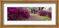 Magnolia Plantation and Gardens, Charleston, South Carolina Fine Art Print