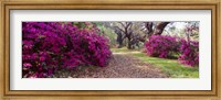 Magnolia Plantation and Gardens, Charleston, South Carolina Fine Art Print