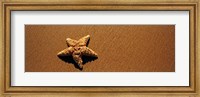 Starfish, Malibu, California Fine Art Print