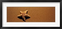 Starfish, Malibu, California Fine Art Print