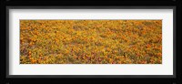 Poppy Reserve Mojave Desert, California Fine Art Print