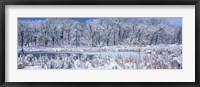Winter in Illinois Fine Art Print