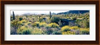 Desert AZ Fine Art Print