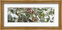 Holly Berries Covered in Snow Fine Art Print