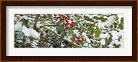 Holly Berries Covered in Snow Fine Art Print