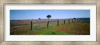Wildflower Field, Texas Fine Art Print