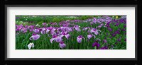 Iris Garden, Nara, Japan Fine Art Print