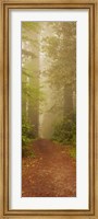 Redwood National Park California Fine Art Print