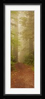 Redwood National Park California Fine Art Print