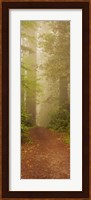 Redwood National Park California Fine Art Print