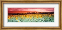 Sunflowers, Corbada, Spain Fine Art Print