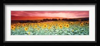 Sunflowers, Corbada, Spain Fine Art Print