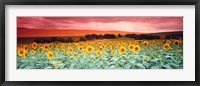 Sunflowers, Corbada, Spain Fine Art Print