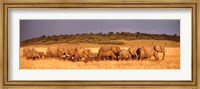 Elephant Herd, Kenya, Maasai Mara Fine Art Print