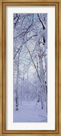 Winter Forest Fine Art Print