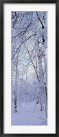 Winter Forest Fine Art Print