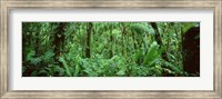 Monteverde Cloud Forest Reserve, Costa Rica Fine Art Print