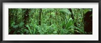 Monteverde Cloud Forest Reserve, Costa Rica Fine Art Print