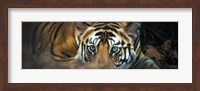 Bengal Tiger, India Fine Art Print