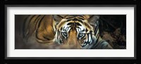 Bengal Tiger, India Fine Art Print