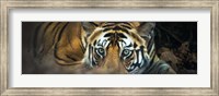 Bengal Tiger, India Fine Art Print