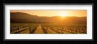 Napa Valley Vineyard, California Fine Art Print