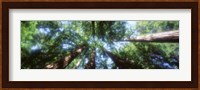 Muir Woods, Redwoods, CA Fine Art Print