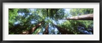 Muir Woods, Redwoods, CA Fine Art Print