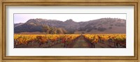 Stag's Leap Wine Cellars, Napa Valley, CA Fine Art Print