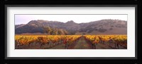 Stag's Leap Wine Cellars, Napa Valley, CA Fine Art Print