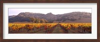 Stag's Leap Wine Cellars, Napa Valley, CA Fine Art Print