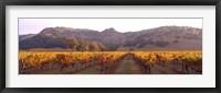 Stag's Leap Wine Cellars, Napa Valley, CA Framed Print