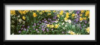 Wild Flowers Fine Art Print