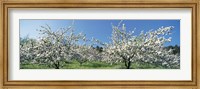 Apple Blossom Trees, Norway Fine Art Print