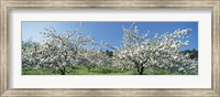 Apple Blossom Trees, Norway Fine Art Print