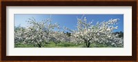 Apple Blossom Trees, Norway Fine Art Print