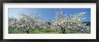 Apple Blossom Trees, Norway Fine Art Print