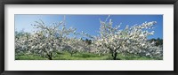 Apple Blossom Trees, Norway Fine Art Print