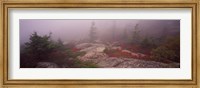Cadillac Mountain, Acadia National Park, Maine Fine Art Print