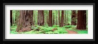 Avenue Of The Giants, Founders Grove, California Fine Art Print