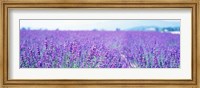 Lavender Field in Japan Fine Art Print