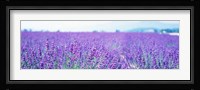 Lavender Field in Japan Fine Art Print