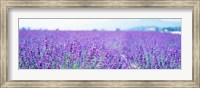 Lavender Field in Japan Fine Art Print