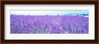 Lavender Field in Japan Fine Art Print