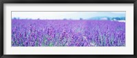 Lavender Field in Japan Fine Art Print