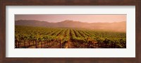 Vineyard in Geyserville, CA Fine Art Print