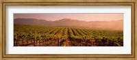 Vineyard in Geyserville, CA Fine Art Print