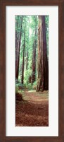 Redwood Trees, St Park Humbolt, CO Fine Art Print